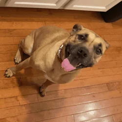 Seeking Forever Home for Sweet Pit Mix