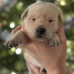 Labrador retrievers