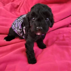 Toy Poodle puppies