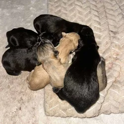 German Shepherd/Husky & Chow Chow Mixed Breed Pups