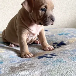 American bully pups looking for rehoming