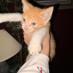 FREE KITTENS