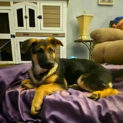 Two female German shepherds
