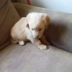 Golden retriever puppies