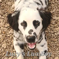 Lucy's Longcoat Lua Boy