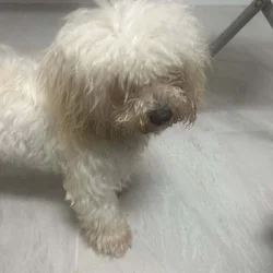 Female shipoo pup for sale