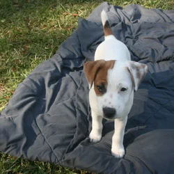 Jack Russell Terrier Puppies for sale