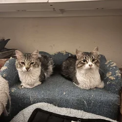 Bonded pair of cats