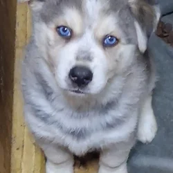 Husky/German Shepherd/Shepsky Puppies