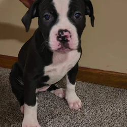 American Bulldog puppies