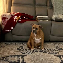 Rehoming 6 year old American Bully