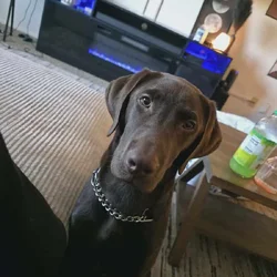 Loving Chocolate Lab Looking for Forever Home