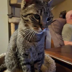 Missing Tabby Cat