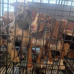 Pitbulls puppy 1 girl and 3 boys left