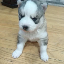 I got three females siberian Huskies