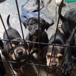 Chocolate Lab/Brindle Plott Hound mix puppies