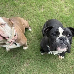 Olde English Bulldogges [IOEBA registered]