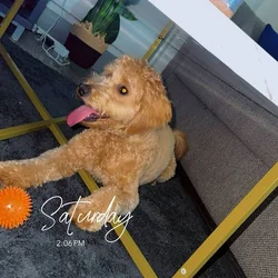 Sell my dog