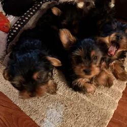 Yorkie puppies