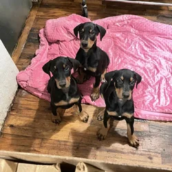 Doberman Puppies