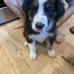 Aussie puppies