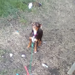 Mini pinscher/mini aussie mix