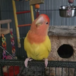 Cage/toys included! Red Headed Lutino Lovebird
