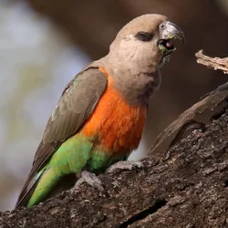 Red Bellied Parrot