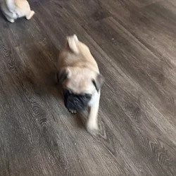 PUG PUPPIES!!