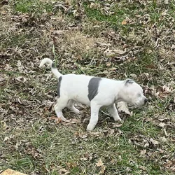 Bully mix puppies that are ready to be yours.
