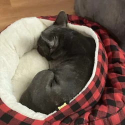 Female French bulldog