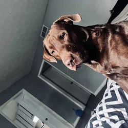 Brown Labrador retriever for sale