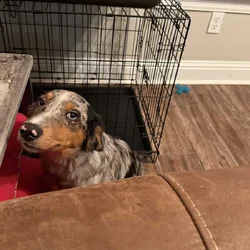 Australian Shepherd