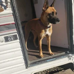 ​Amazing 2-Year-Old Belgian Malinois – Friendly, L