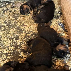 Rottweiler Puppies For Sale