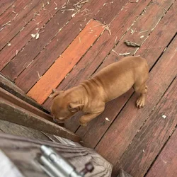 10 week old female American bully / pit bull for s