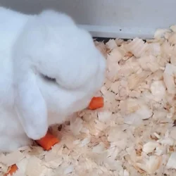 Male Bunny