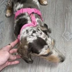 Mini dapple Dachshund ACA registered
