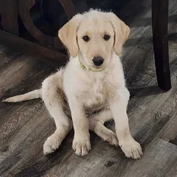 Labradoodle Puppies