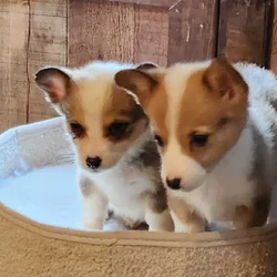 puppies
