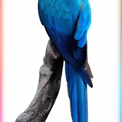 In search of Parrots