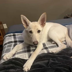 Snow (German Shepherd Puppy)