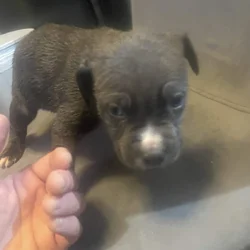Pitt bull puppies for sale