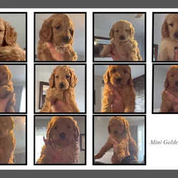 Mini golden doodle