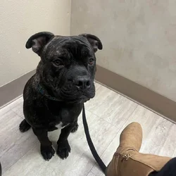 re home 8 month pit bull