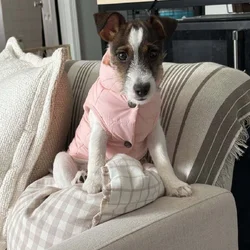 Need to rehome my 9 month old puppy