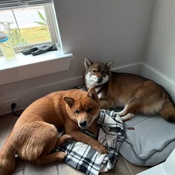 Shiba Inu Puppies