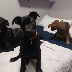 Belgian malinois/ cane corso mix pups