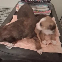 Small breed puppies