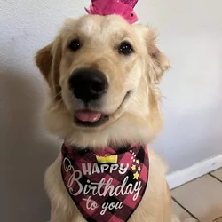 Rehoming golden retriever